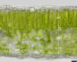 Attēlu rezultāti vaicājumam “Solanum tuberosum leaf”