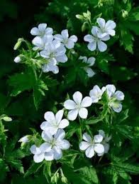 Attēlu rezultāti vaicājumam “Geranium sylvaticum leaf”