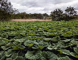 Image result for Petasites officinalis