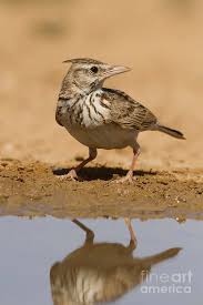 Image result for Galerida cristata