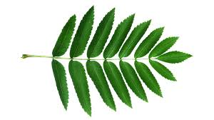 Attēlu rezultāti vaicājumam “Sorbus aucuparia leaf”