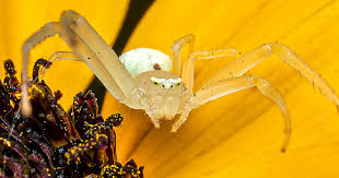 Image result for crab spider