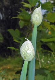 Attēlu rezultāti vaicājumam “Allium cepa bud”