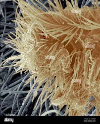 Attēlu rezultāti vaicājumam “Anthrenus sp. larva”