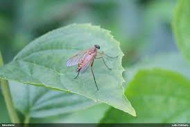 Attēlu rezultāti vaicājumam “Oligonema persimile macro”