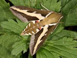 Attēlu rezultāti vaicājumam “Hyles gallii imago”