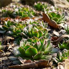 Image result for echtes Hauswurz