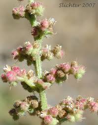 Image result for Chenopodium botrys