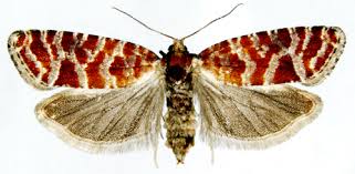 Attēlu rezultāti vaicājumam “Rhyacionia pinicolana”