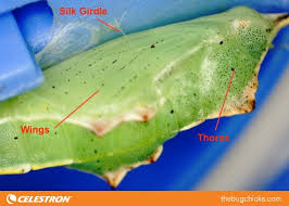 Attēlu rezultāti vaicājumam “Galerucella nymphaeae pupa”