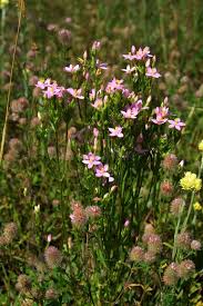 Attēlu rezultāti vaicājumam “Centaurium erythraea flower”