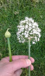 Attēlu rezultāti vaicājumam “Allium cepa flower”