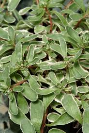 Attēlu rezultāti vaicājumam “Phedimus spurius leaf”