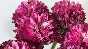 Image result for Echinacea Lustre hybrids
