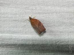 Attēlu rezultāti vaicājumam “Pandemis heparana”