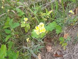 Attēlu rezultāti vaicājumam “Linaria vulgaris fruit”