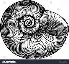 Attēlu rezultāti vaicājumam “Planorbis planorbis”