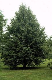 Attēlu rezultāti vaicājumam “Corylus colurna”