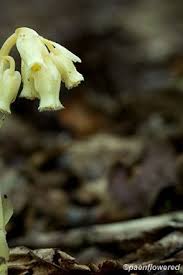 Attēlu rezultāti vaicājumam “Monotropa hypopitys flower”