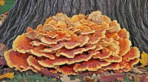 Attēlu rezultāti vaicājumam “Grifola frondosa”