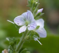 Attēlu rezultāti vaicājumam “Veronica officinalis fruit”