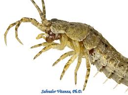 Attēlu rezultāti vaicājumam “Machilidae”