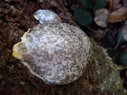 Attēlu rezultāti vaicājumam “Reticularia lycoperdon”
