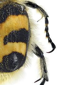 Attēlu rezultāti vaicājumam “Trichius fasciatus imago”