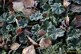 Attēlu rezultāti vaicājumam “Alchemilla vulgaris aggr. flower”