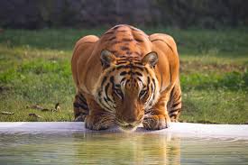 Afbeeldingsresultaat voor tijgers