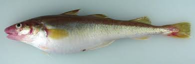 Image result for Arctogadus glacialis