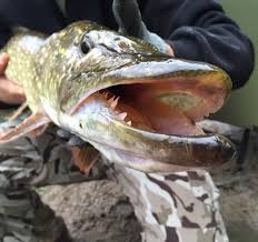 Image result for Trimpley Anglers Association