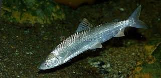 Image result for Coregonus oxyrinchus