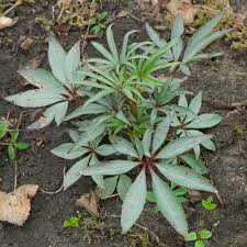 Image result for Helleborus foetidus