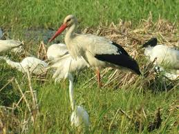 Attēlu rezultāti vaicājumam “Ciconia ciconia”