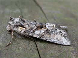 Attēlu rezultāti vaicājumam “Lacanobia contigua”