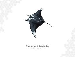 Image result for Mobula alfredi