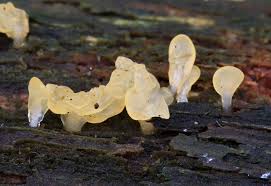 Attēlu rezultāti vaicājumam “Cribraria languescens stalked”