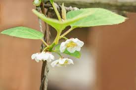 Attēlu rezultāti vaicājumam “Schisandra chinensis flower”