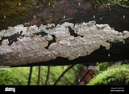 Attēlu rezultāti vaicājumam “Corticium roseum”