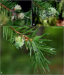 Attēlu rezultāti vaicājumam “Adelges laricis nymph”