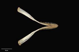 Image result for Kogia breviceps