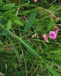 Attēlu rezultāti vaicājumam “Lathyrus sylvestris”