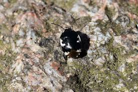 Attēlu rezultāti vaicājumam “Tritomegas bicolor”