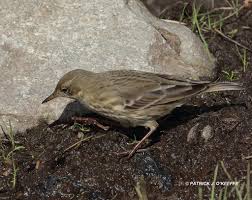 Attēlu rezultāti vaicājumam “Anthus petrosus adult”