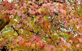 Attēlu rezultāti vaicājumam “Acer tataricum subsp. ginnala leaf”