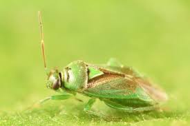 Attēlu rezultāti vaicājumam “Orthops campestris”