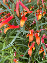 Attēlu rezultāti vaicājumam “Lophozia laxa macro”