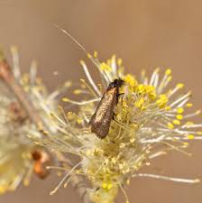 Attēlu rezultāti vaicājumam “Adela cuprella”