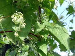 Attēlu rezultāti vaicājumam “Fallopia dumetorum”